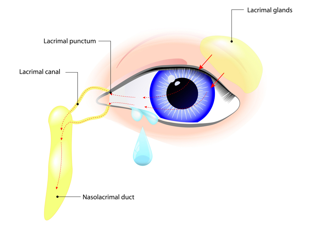 lacrymal